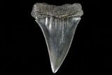 Fossil Mako Shark Tooth - Georgia #75048-1